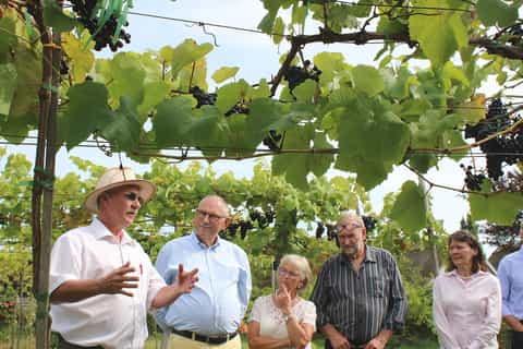 Exterior de Copenhague: visita guiada a los viñedos con catas de vino