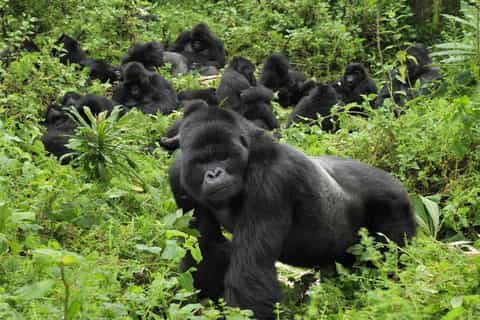 Kigali: randonnée de 2 jours dans les gorilles dans le parc national des volcans