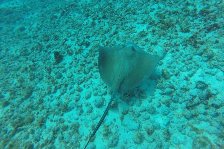 Cancun: 3-godzinne nurkowanie z rurką w podwodnym muzeum i rafie koralowej
