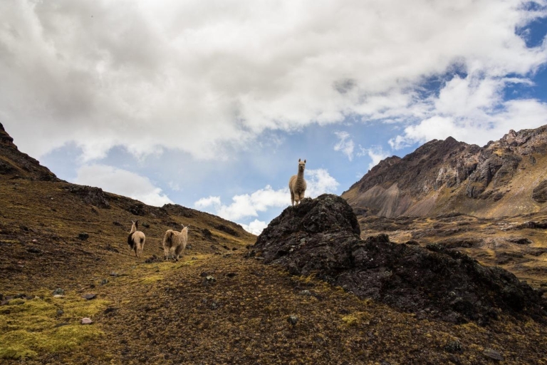 Desde Cusco: Rainbow Mountain Tour