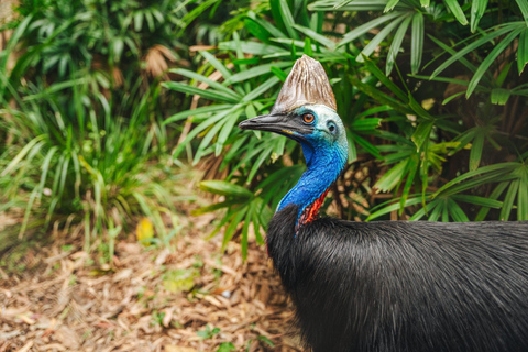 Cairns: 3-Day Daintree, Cape Tribulation & Port Douglas Tour Private Single Room (Adults only)