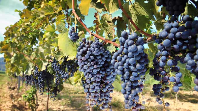 madrid halfday winery tour with tasting