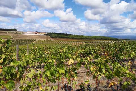 from coimbra private tour bairrada wine region and aveiro