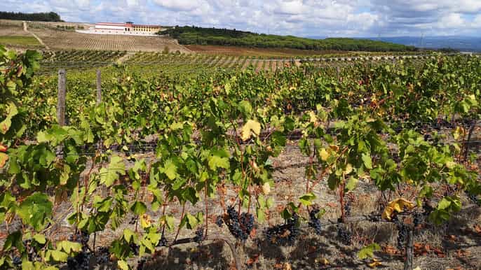 from coimbra private tour bairrada wine region and aveiro