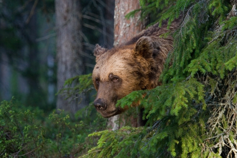 Finlandia: Observación de osos, viaje nocturnoOpción Estándar