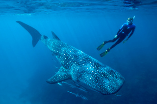 Nadar con Tiburón Ballena en Cancún