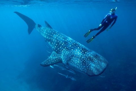 Cancun & Riviera Maya: Whale Shark Tour + Playa Norte Beach Tour from Playa del Carmen & Puerto Morelos