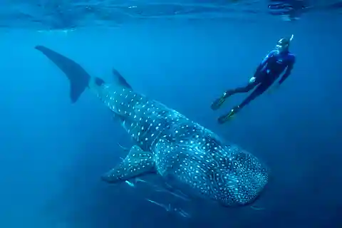 Cancún ou Riviera Maya : snorkeling avec les requins-baleines et plage de Playa Norte