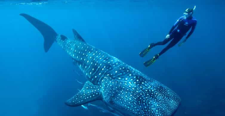 Whale Shark Tour From Playa and Riviera Maya - Isla Fun Tours