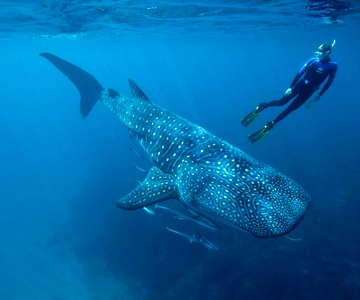 Cancun or Riviera Maya: Whale Shark Tour & Playa Norte Beach