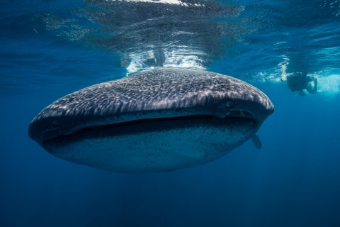 Cancún y Riviera Maya: tiburones ballena y playa norteTour desde Cancún e Isla Mujeres
