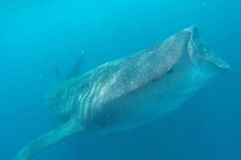 Cancun et Riviera Maya : visite des requins baleines + plage Playa NorteVisite de la Riviera Maya ou de Playa del Carmen et Tulum