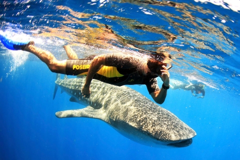 Cancun & Riviera Maya: Whale Shark Tour + Playa Norte Beach Tour from Riviera Maya or Playa del Carmen & Tulum