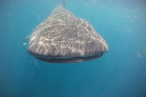 Cancún y Riviera Maya: tiburones ballena y playa norteTour desde Cancún e Isla Mujeres