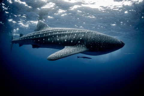 Cancun et Riviera Maya : visite des requins baleines + plage Playa NorteVisite de la Riviera Maya ou de Playa del Carmen et Tulum