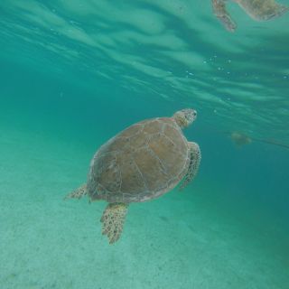 Cancún: Snorkeling with Marine Turtles and Cenote Swim