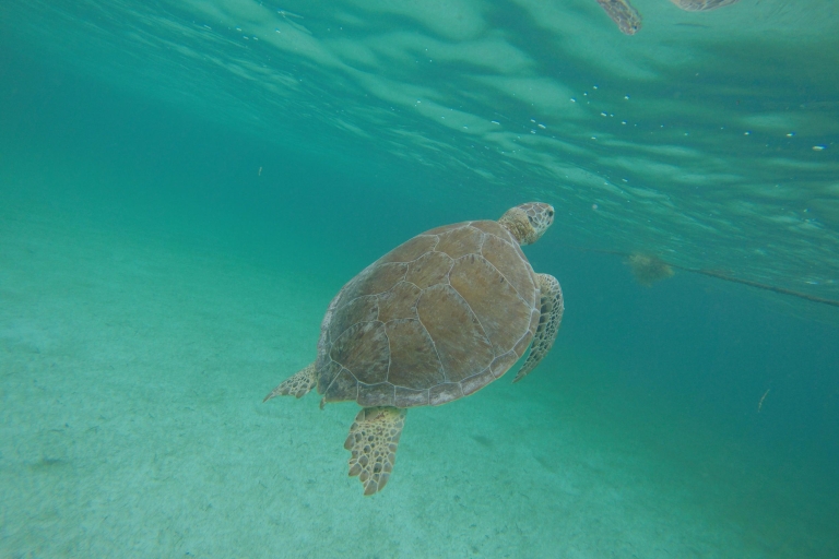 Cancún: snorkel con tortugas marinas y nado en cenote