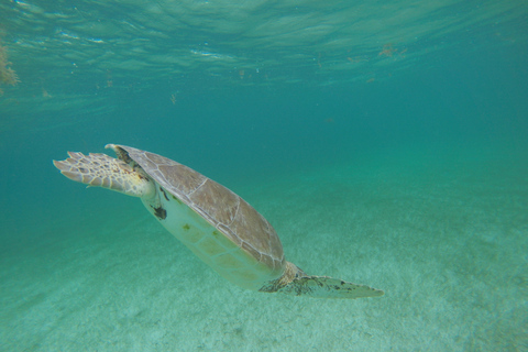 Cancún: snorkel con tortugas marinas y nado en cenote