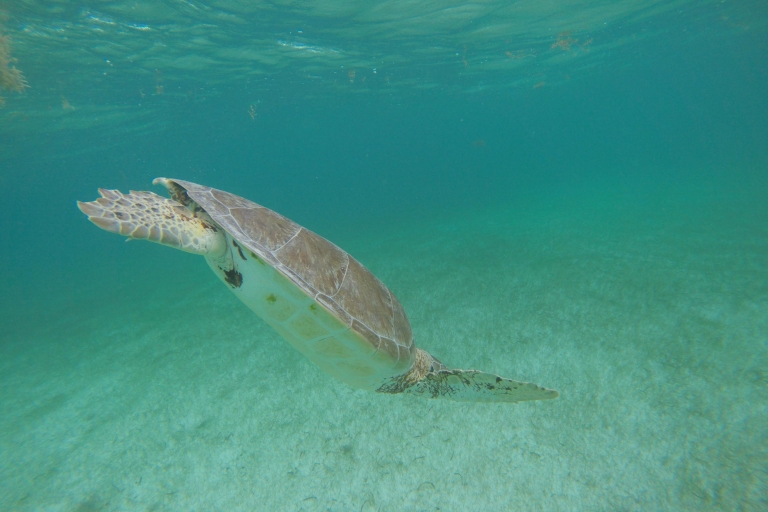 Cancún: Schnorcheln mit Meeresschildkröten und Cenote Swim