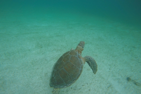 Cancún: snorkel con tortugas marinas y nado en cenote