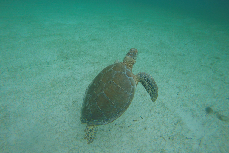 Cancún: Schnorcheln mit Meeresschildkröten und Cenote Swim