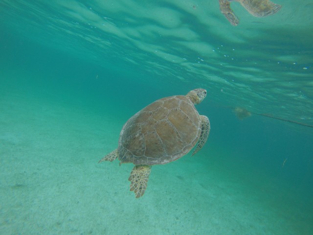 Cancún: Snorkeling with Marine Turtles
