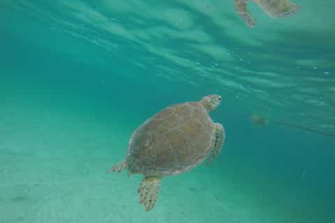 playa del carmen tulum snorkeling with marine turtles