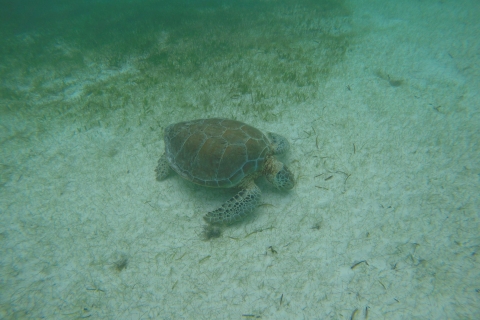 Cancún: Schnorcheln mit MeeresschildkrötenVon Cancun