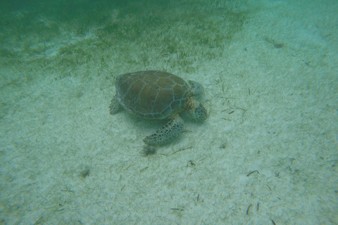 Cancún: nurkowanie z żółwiami morskimiZ Cancún