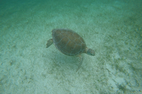 Cancún: Snorkeling with Marine Turtles From Cancún