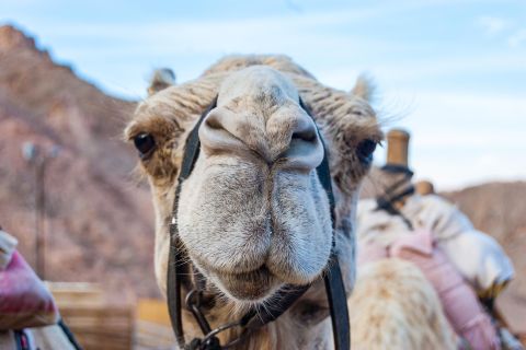 Eilat: Camel Safari with Bedouin Meal