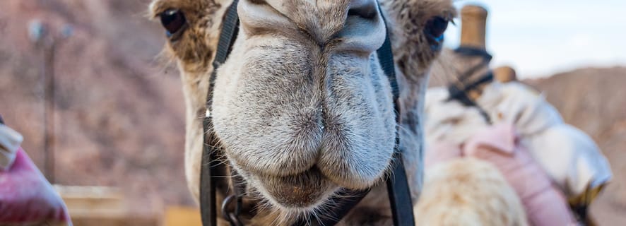 Eilat: Camel Safari with Bedouin Meal