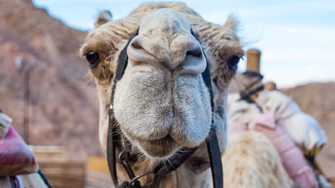 eilat safari de camelo com refeição beduína