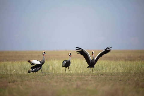 Excursión de un día a Chobe