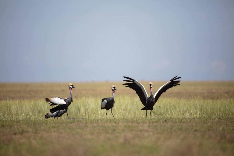 Excursión de un día a Chobe
