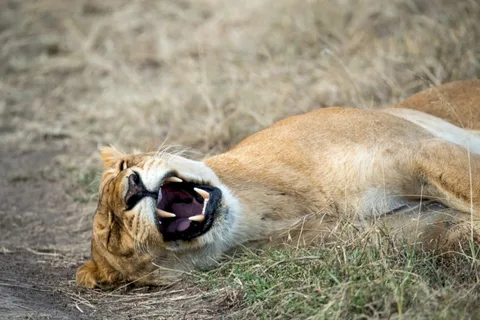 Nairobi: 4-dniowe safari na kempingu Masai Mara i nad jeziorem Nakuru