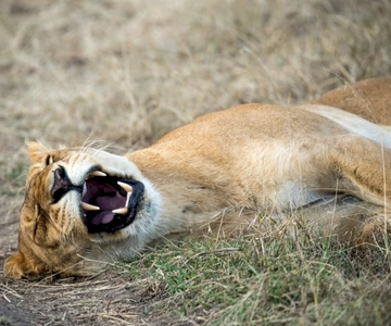 Nairobi: 4 Day Masai Mara and Lake Nakuru Camping Safari