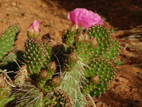Monument Valley, Scenic 3.5-Hour Cultural Tour - Housity