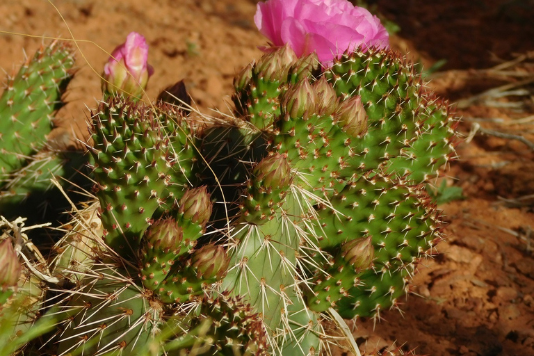 Monument Valley: Scenic 3.5-Hour Cultural Tour