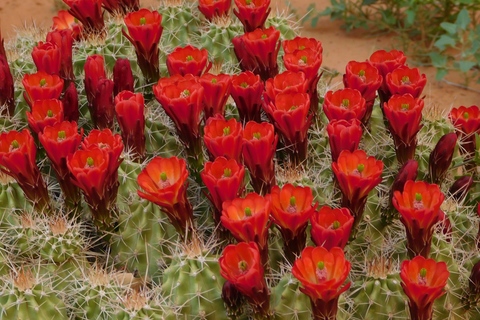 Monument Valley: Scenic 3.5-Hour Cultural Tour