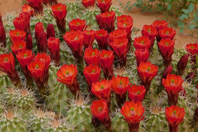 Monument Valley: Scenic 3.5-Hour Cultural Tour