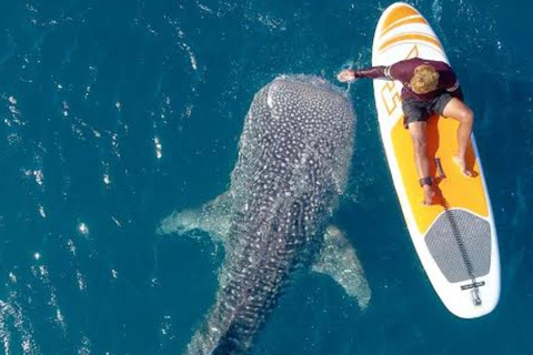 Lombok Trip: Sumbawa Whale Shark Snorkeling Trip with Boat