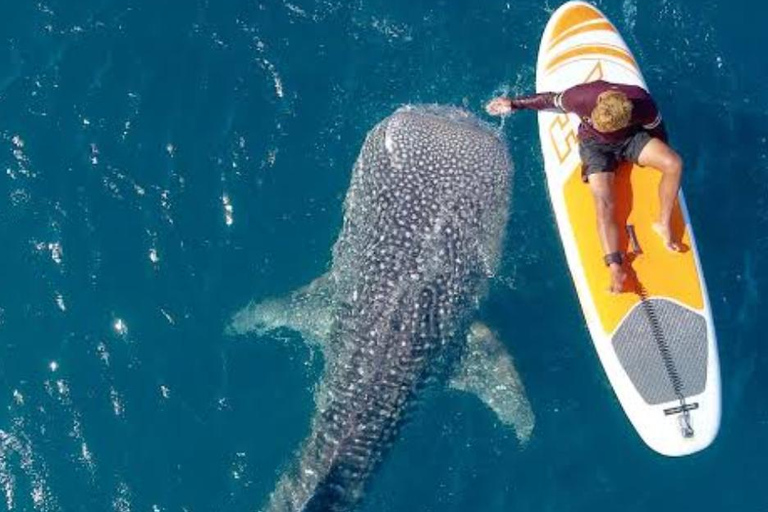 Lombok Trip: Sumbawa Whale Shark Snorkeling Trip with Boat