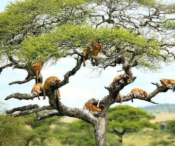 Arusha: escursione di un giorno al Parco Nazionale del Lago Manyara con pranzo