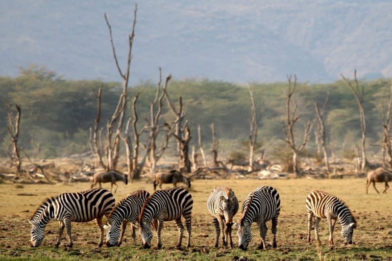 Arusha: Lake Manyara National Park Day Trip with Lunch