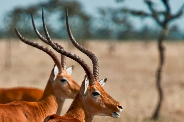 From Nairobi: Ol Pejeta Conservancy Private Day Tour