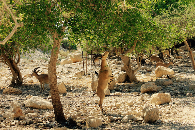 Z Jerozolimy: Masada, Ein Gedi i wycieczka po Morzu Martwym