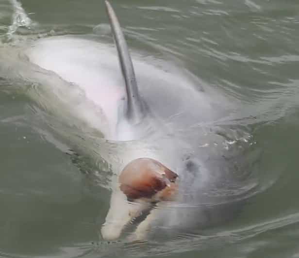 Hilton Head Island Mermaid Encounter Boat Tour GetYourGuide