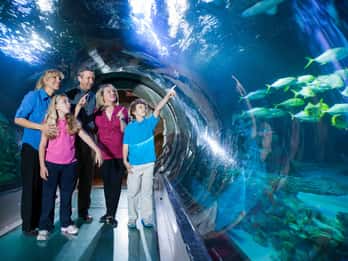SEA LIFE Orlando Aquarium SEA LIFE Orlando Aquarium