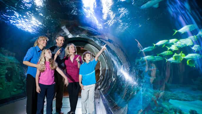 orlando sea life aquarium